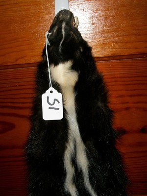 BEAUTIFUL tanned SKUNK 4 FEET CLAWS FUR PELT TAXIDERMY mount NO SMELL S1 cabin