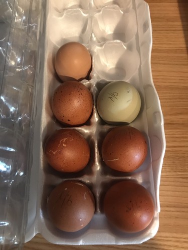 Black Copper Maran Fertile Eggs 12+