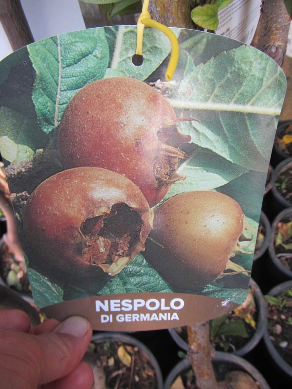 Mespilus Germanica - Echter Mispelbaum - Winterharte Pflanze 70-100cm -  FrÃ¼Chte