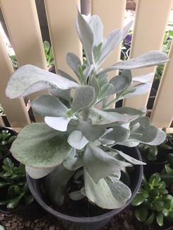 SILVER Dollar Succulent🌳$25