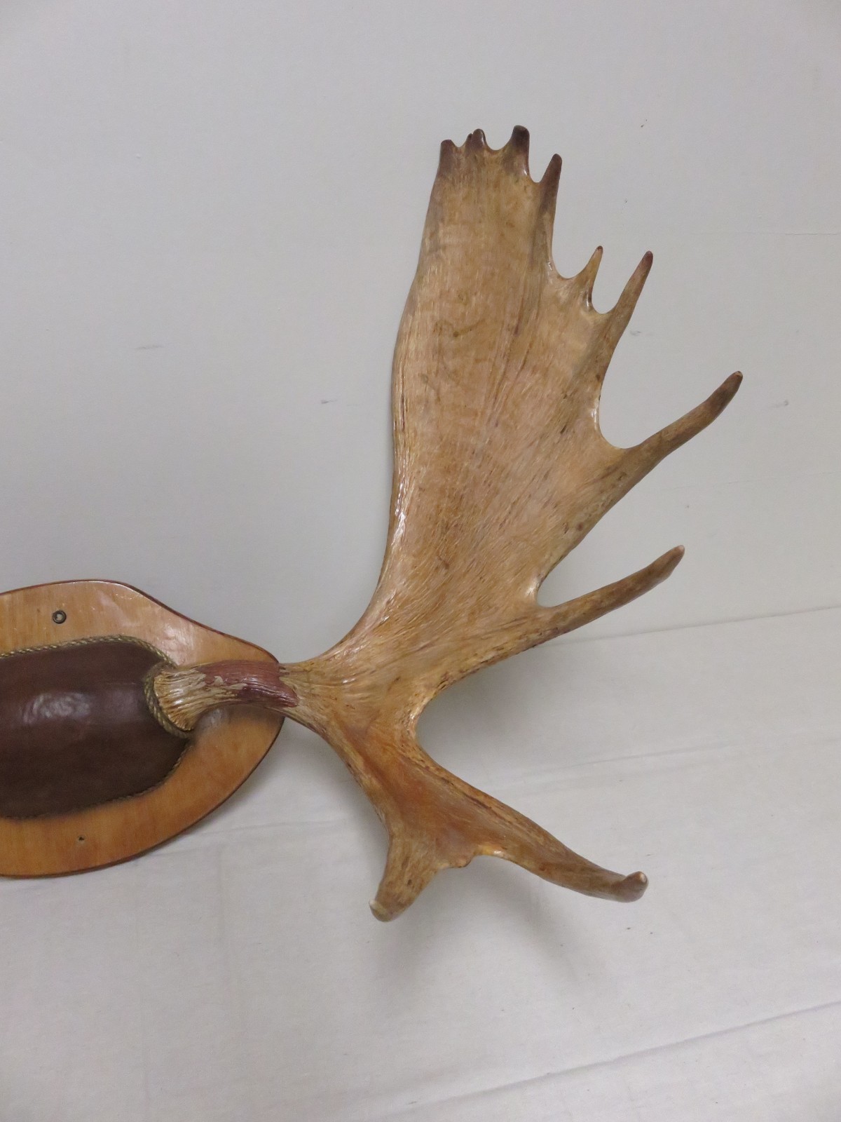 Moose Antlers on custom plaque/display. Great Trophy mounted item!