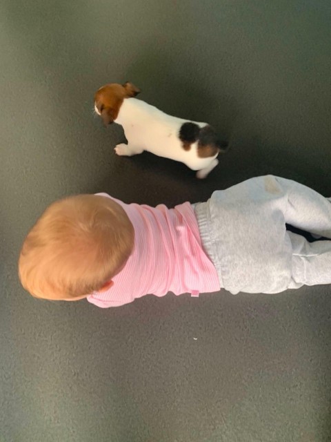 Mini Fox Terrier X Jack Russell Male Dogs Puppies Gumtree