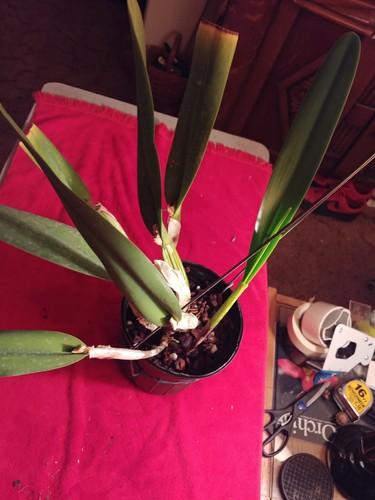 Laelia Purpurata Var Striata Excellent Breeding Species Cattleya Orchid