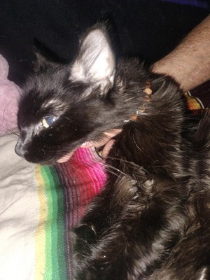 Artikelfoto(s) von einem verifizierten Käufer