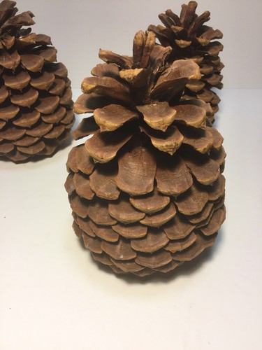 Lot of 5 Large Pine Cones for Holiday Crafting Decorating 6” High