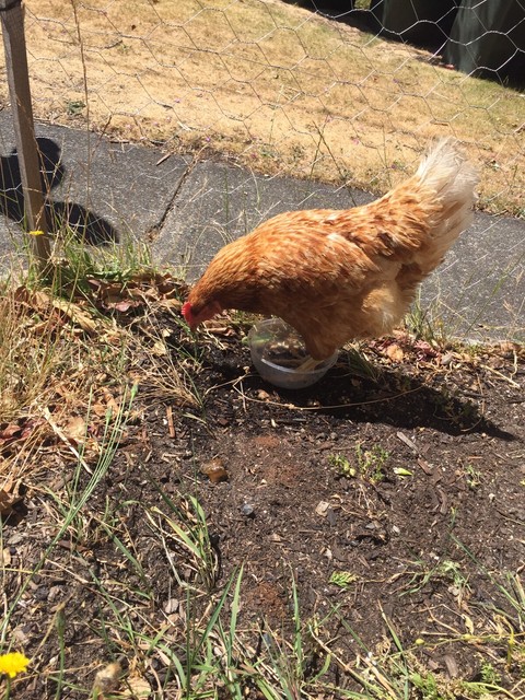 Download 6 laying hens, chickens, chooks | Birds | Gumtree ...
