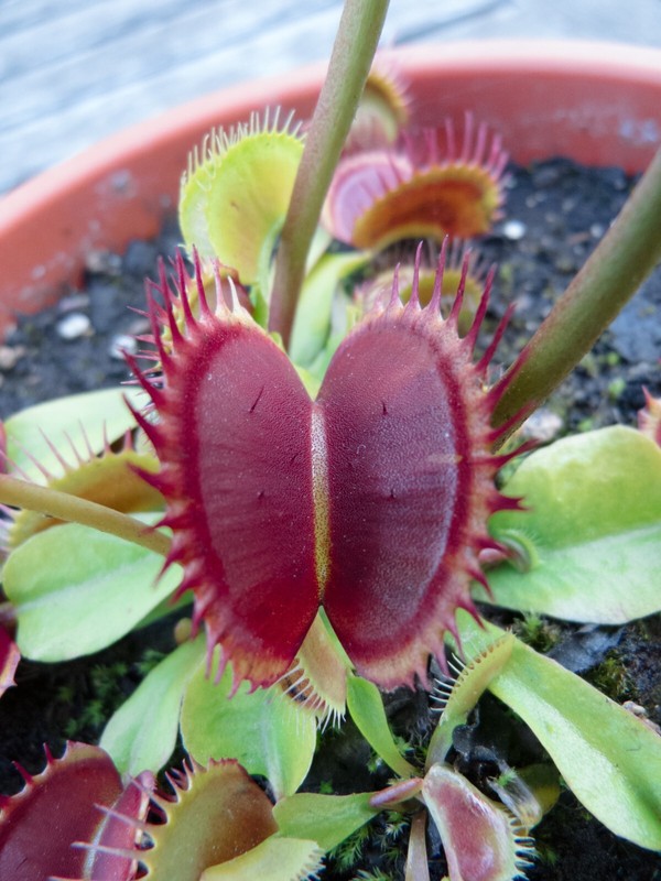 Vft Venus Flytrap / Dionaea Muscipula -- 