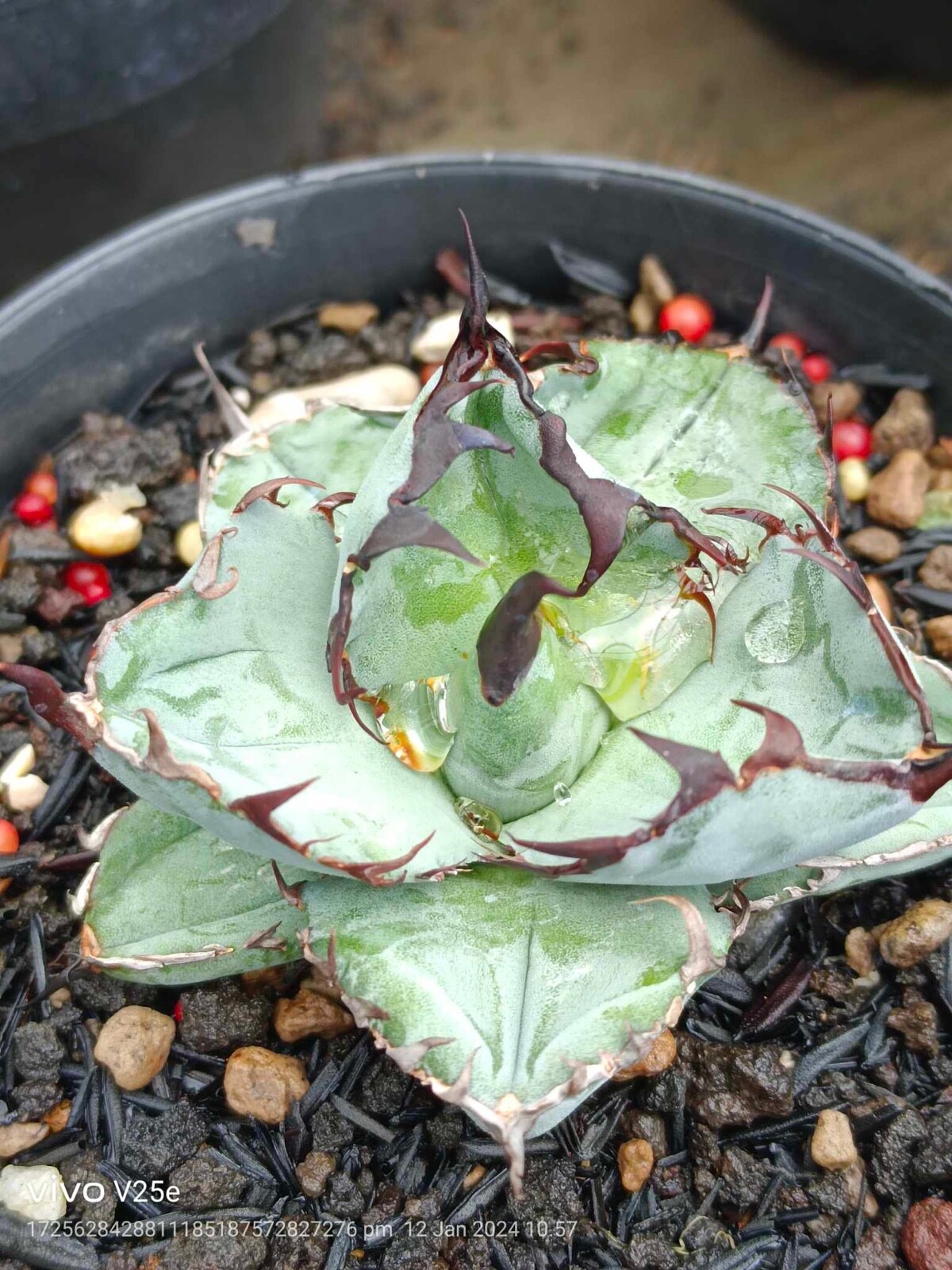 フラワー・ガーデニング Agave titanota B&B.B from the U.S. Agave titanota 'Black and Blue' – Happy Valley Plants