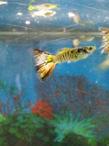 8 Nebula Steel Guppies Guppy Fry