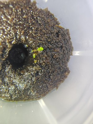 Fotos del artículo de un comprador verificado