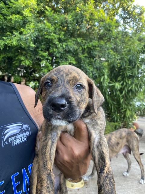 selling puppies on gumtree