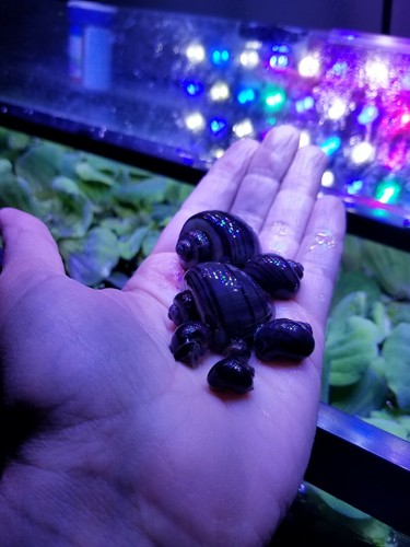 Rainbow Pack Of 8 Mystery Snails