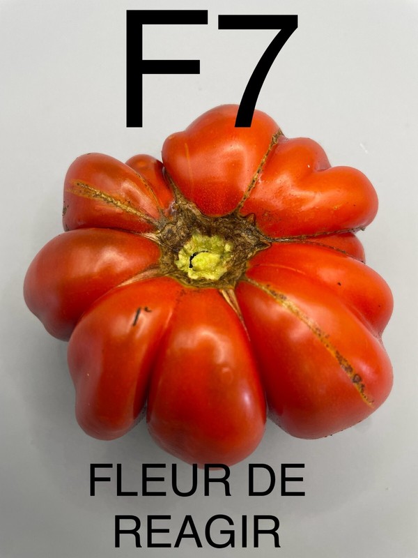 Graine / Seed Tomate Taille Grosse VariÃ©TÃ© Fleur De Reagir