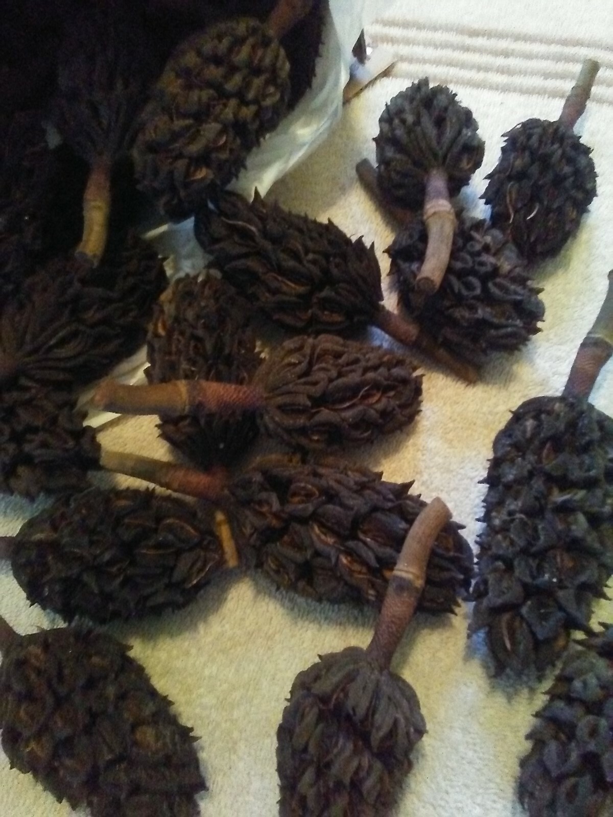 50 Dried Southern Magnolia Seed Pods for Crafts