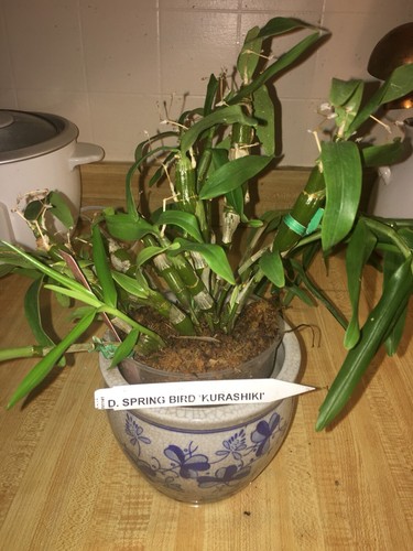 Dendrobium Spring Bird Kurashiki