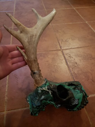 Whitetail Deer Antler Taxidermy European Mount 7 Point Palmated Freak Painted