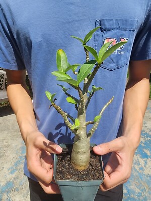  Adenium ARABICUM Desert Rose perfect for bonsai  !! tropical exotic