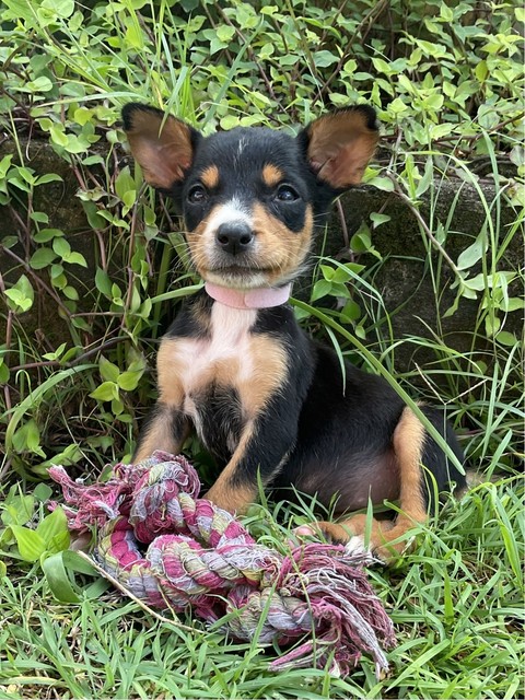 Border Collie X Kelpie Pups 47 Puppies 47 Dogs Dogs Puppies Gumtree Australia Brisbane South West Oxley 1272138782
