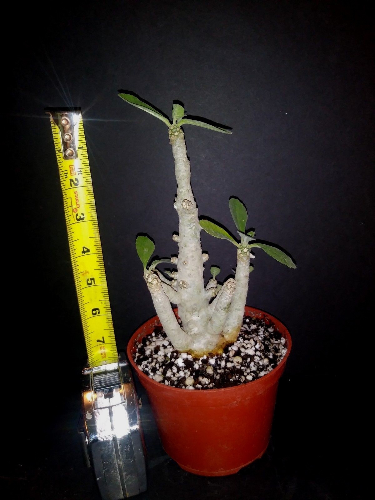 Dorstenia SP exotic caudex succulent plant