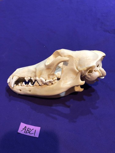 Coyote Skull Taxidermy Man cave Decor Craft Unique Christmas Gift Animal Mount