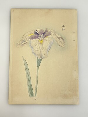Japanese Iris Woodblock Print Hand Colored 1921 Manabu Miyoshi Botanical Antique