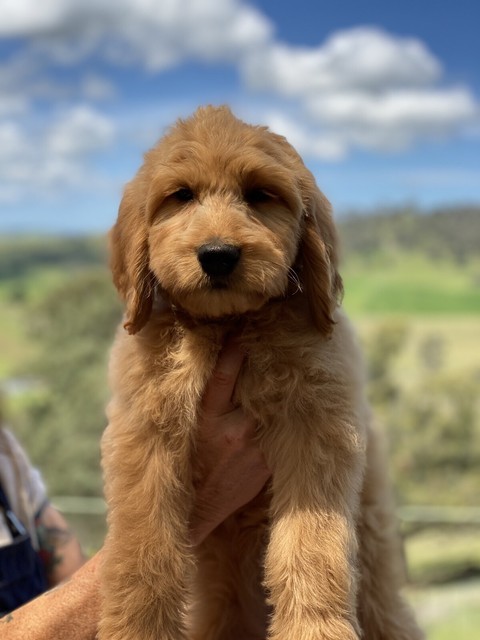 groodles for sale gumtree