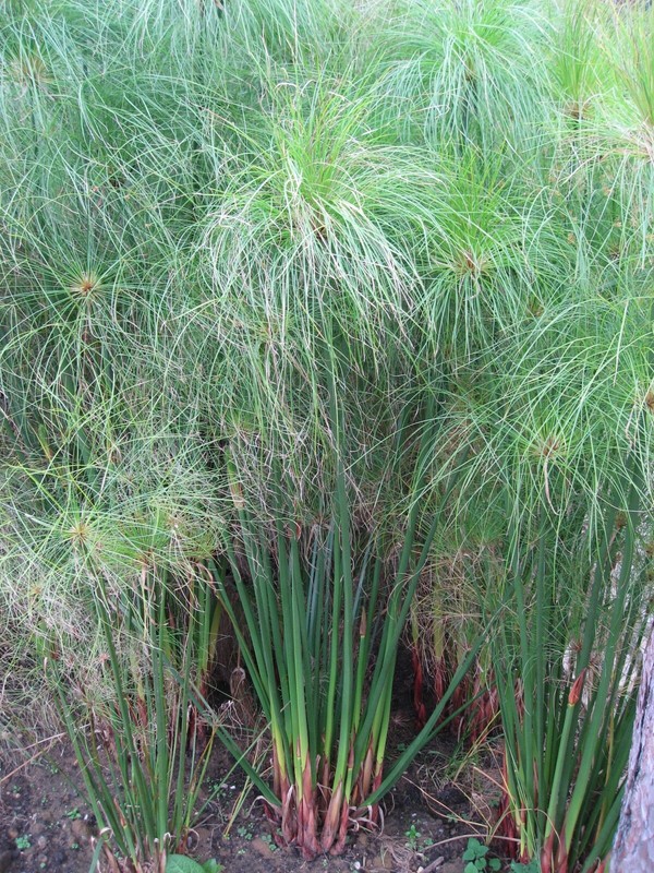 Echtes Zypern Gras -Cyperus Papyrus- Saatgut -Mengenauswahl 25 Oder 50 Samen 