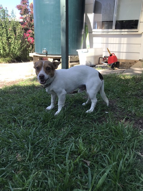 Jack Russell Cross 8 Month Old Puppy Dogs Puppies