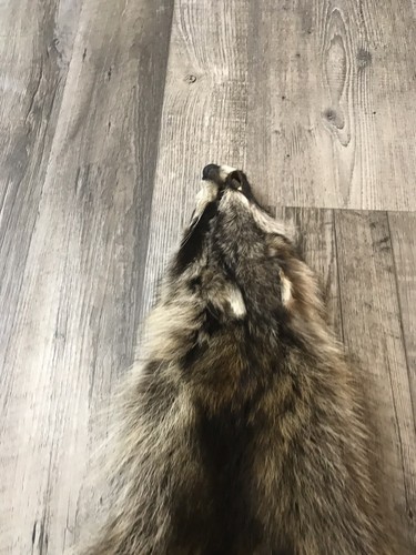 Soft Tanned Raccoon Pelt. XXL Prime. Cabin. Home Decor.
