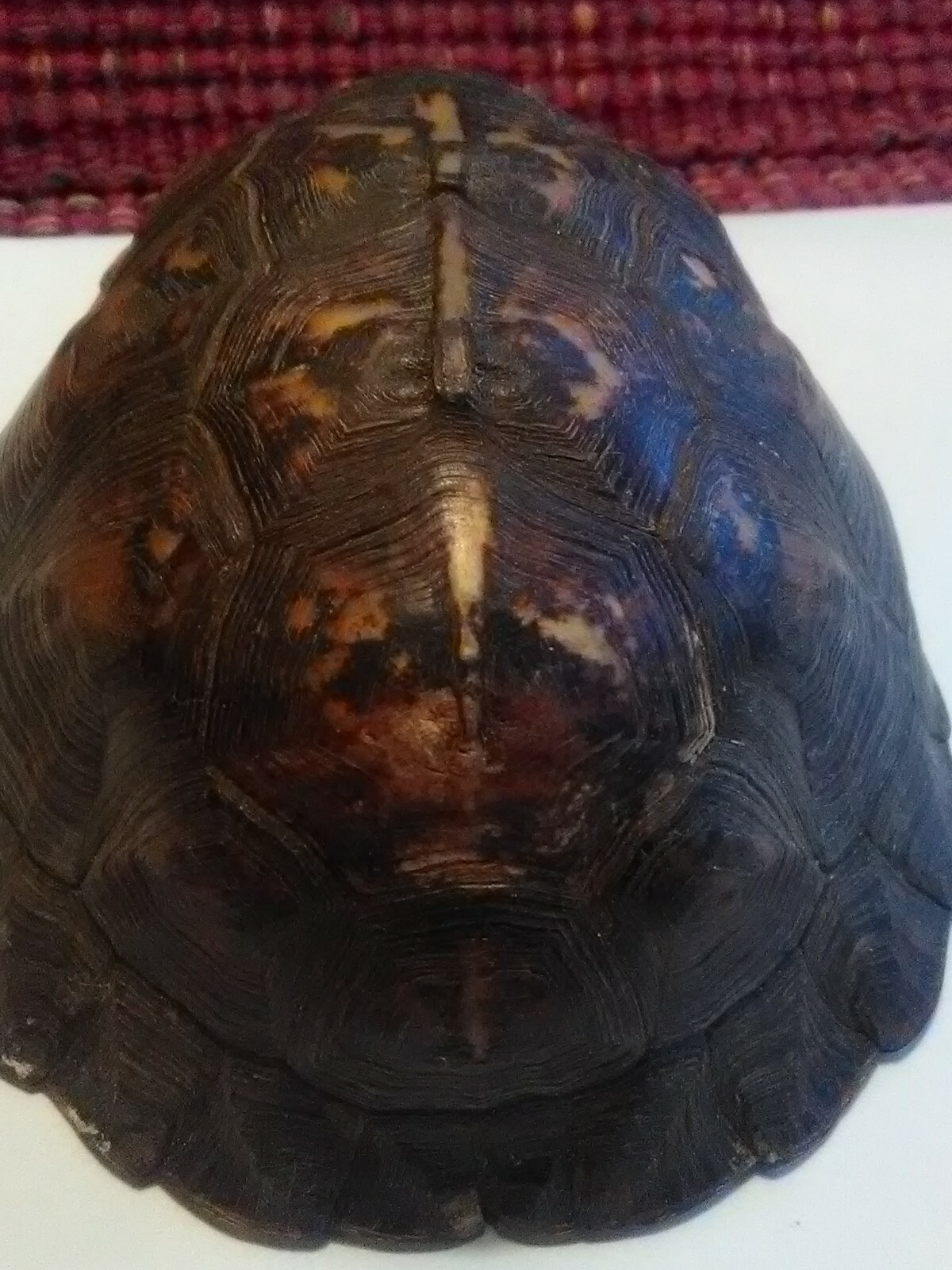 Eastern Box Turtle Shell with scutes 4.5