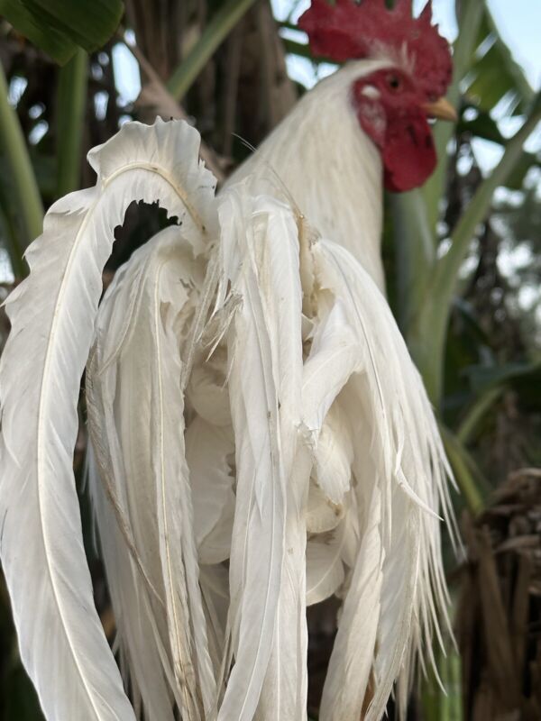 4 Onagadori ~ Honorable Fowl ❤️ Hatching Eggs. Npip Certified ~ Ai Clean