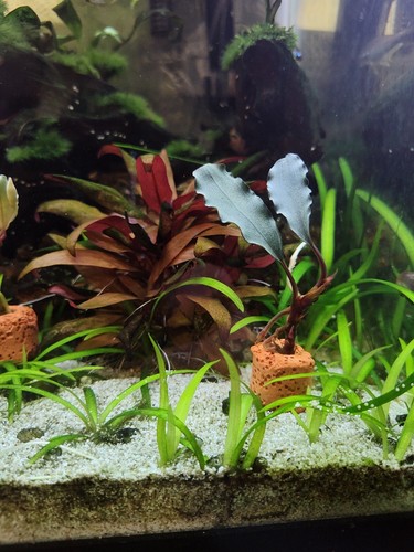 水草 Bcephalandra sp. Super blue Blue lic Bucephalandra Super Blue | Buce Aquarium Plants Factory® | eBay