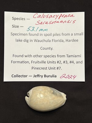 EXTINCT Fossilized COWRIE Shell ( Calusacypraea Sarasotaensis ) From Central Fl 
