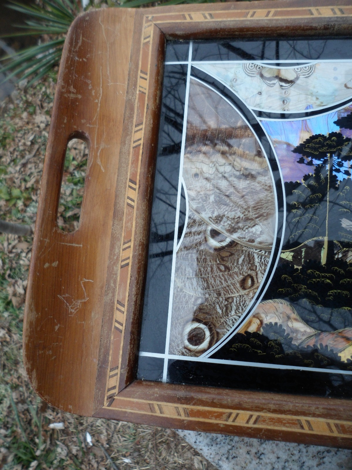 Marquetry Brazilian Real Butterfly Wing Art Serving Wood Tray Inlay Border 18