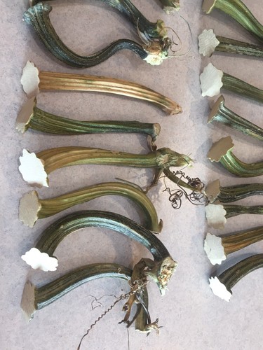 25 Long Thin Natural Dried Pumpkin Stems - Crafts, Velvet 4