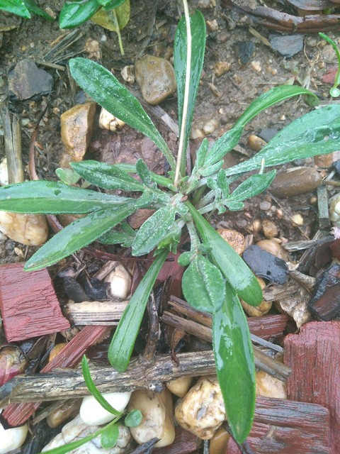 Gazania $1 for 5 | Plants | Gumtree Australia Orange Area ...