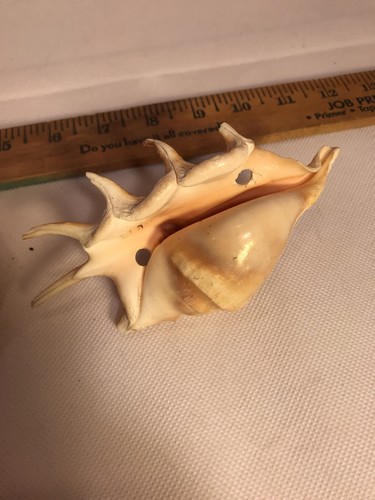 Two Spider Conch Shells