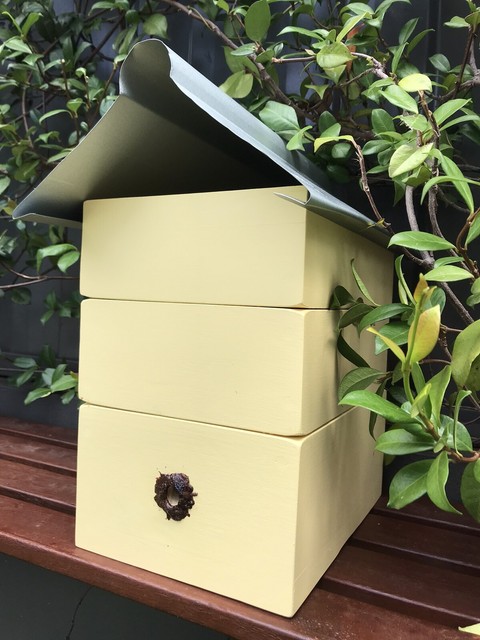 Australian Native Stingless Bee Hive (with bees) Other ...