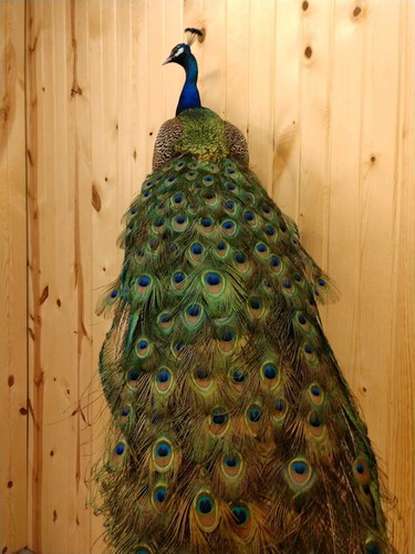 BEAUTIFUL PEACOCK BIRD MOUNT TAXIDERMY ANTLERS PHEASANT PARTRIDGE CABIN