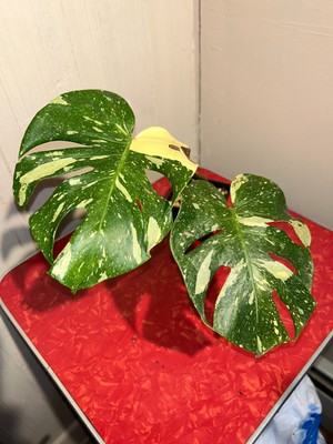 Monstera Thai Constellation (Rooted 2 Leaf)