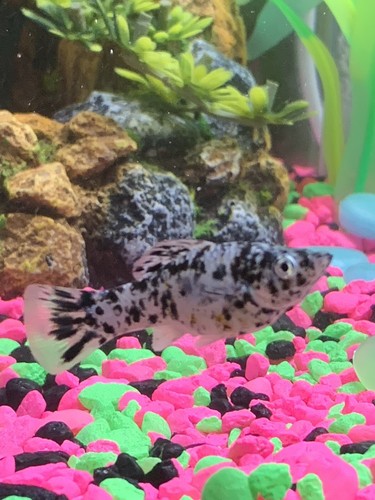 2 Dalmation Molly Fish Live Fish. Will Drive About 1 Hour Away To Deliver