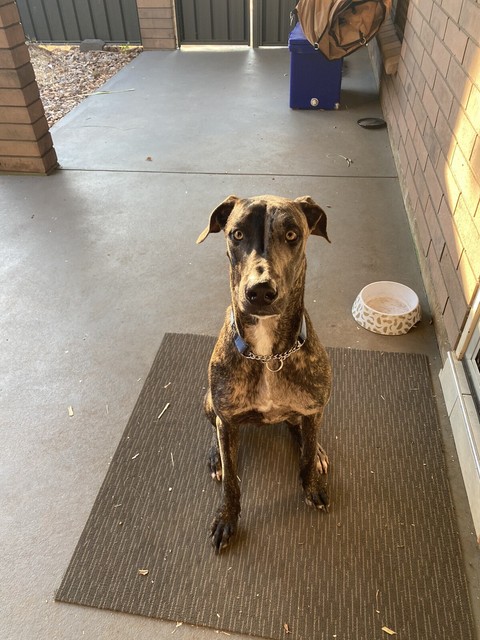 Orson - Wolf hound/Catahoula mix | Dogs & Puppies | Gumtree Australia