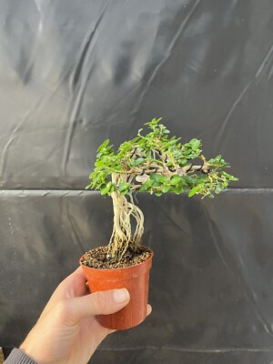 Premna Exposed Roots Bonsai 