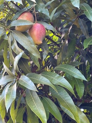 Mango leaves 100% organic, fresh picked from Lares Puerto Rico