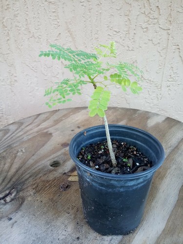 Delonix Regia Royal poinciana pre bonsai tree