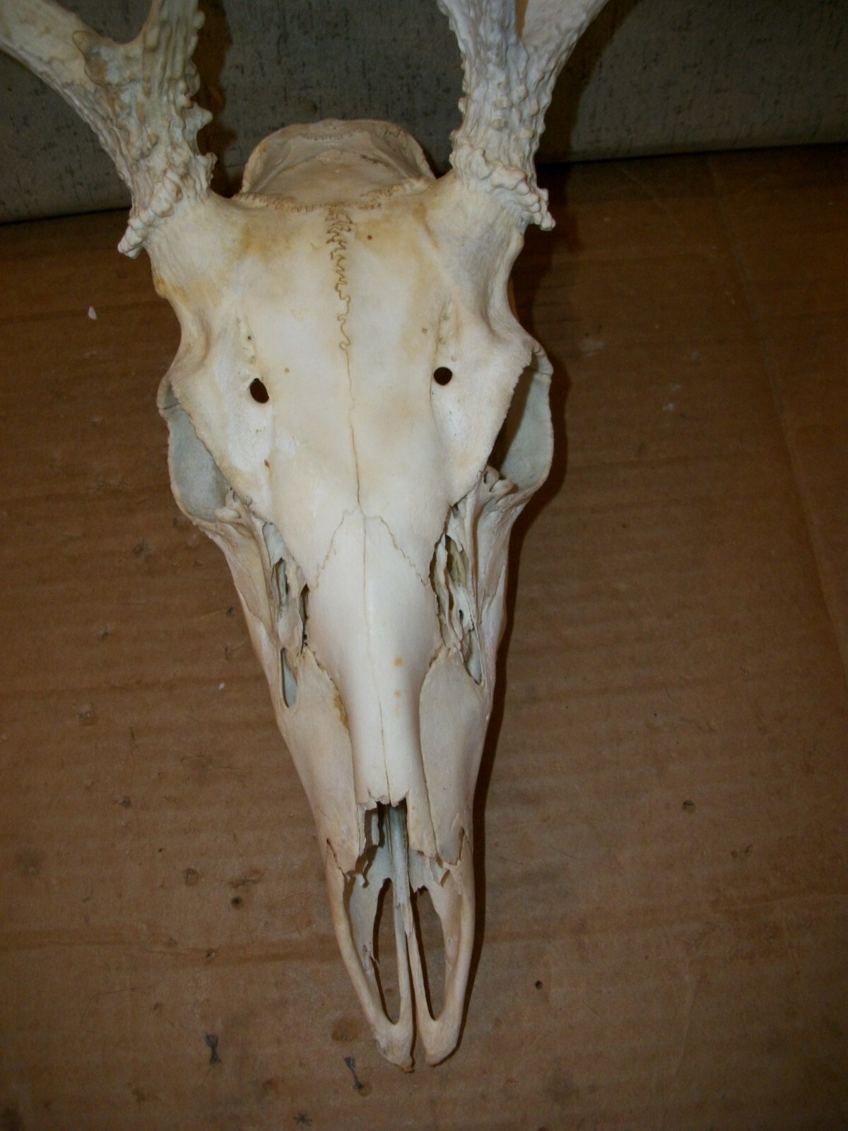 CUTE 10 POINT WHITETAIL deer rack SKULL antler horn taxidermy european MOUNT 5X5