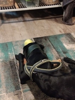Fotos del artículo de un comprador verificado
