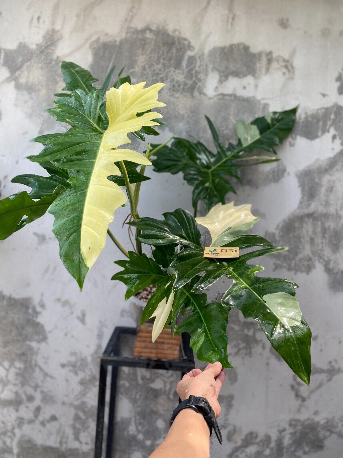 philodendron golden dragon variegated | eBay philodendron golden dragon variegated | eBay