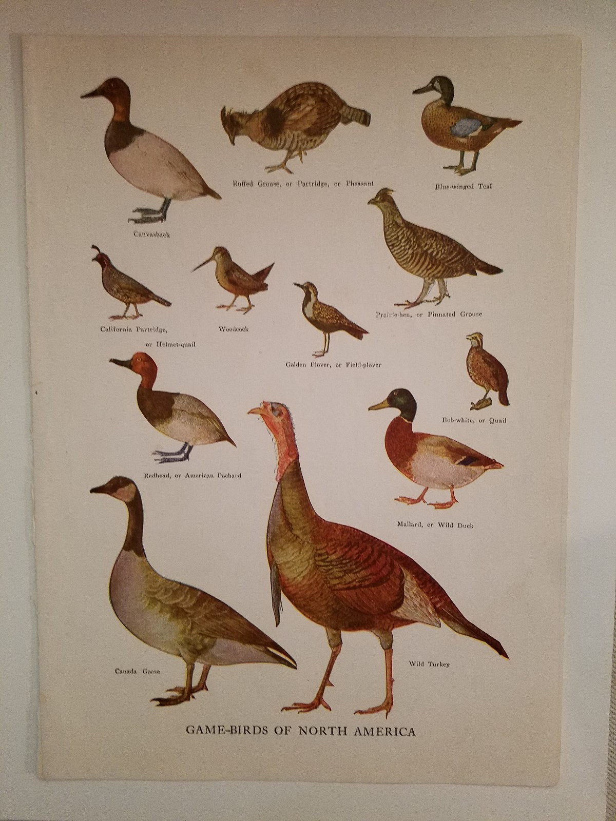 4-1942 Dictionary Prints, Game Birds, Butterflies, Snakes, Insects, Nature