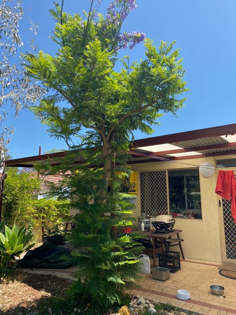 Jacaranda Tree (3-4 meters high) | Plants | Gumtree Australia Fremantle